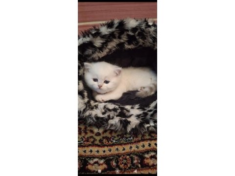 Yavru british shorthair 20 günlük kediler