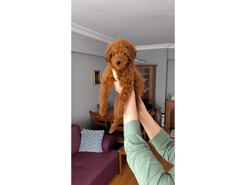 3,5 aylık dişi toy poodle yavrusu