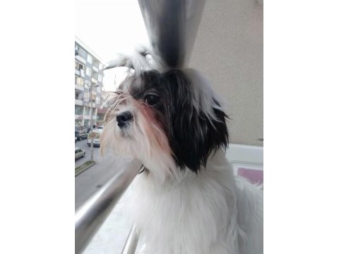 Shih tzu kızımız lila ailesini arıyor
