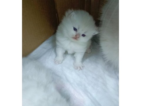 Safkan minik kediler