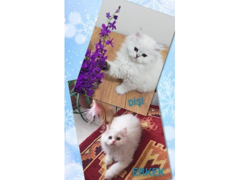 British longhair yavru kediler