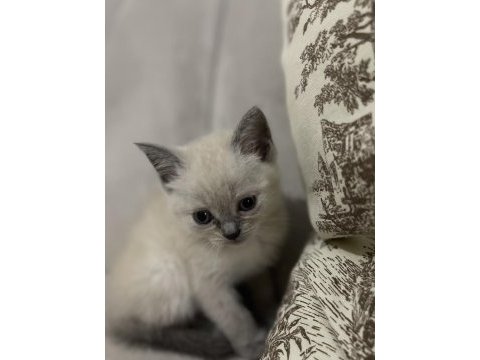 Safkan british shorthair yavru