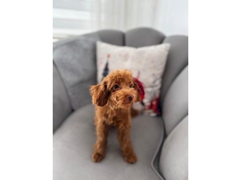 Altı aylık poodle koreler
