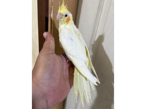 46 günlük lutino bebek sultan papağanı