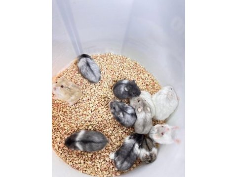 Özel renk gonzales hamster