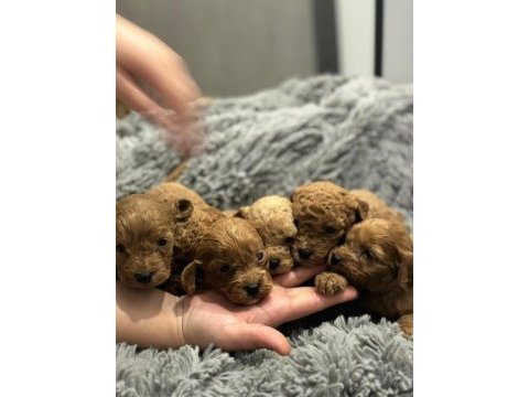 Dişi erkek toy poodle yavruları