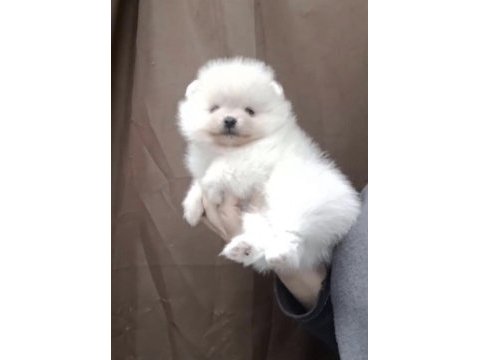 Pomeranian boo köpeğimiz
