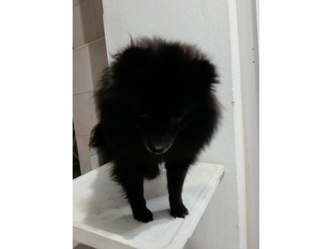 Pomeranian 8 aylık aşıları yapıldı erkek