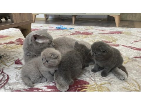 Scottish fold bebekler