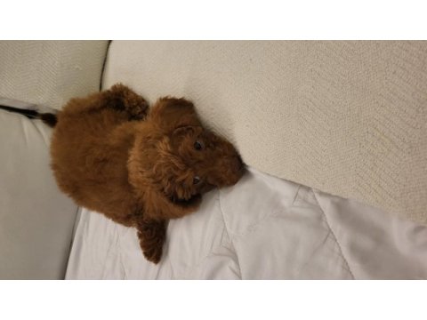2 aylık orjinal toy poodle büyümeyen koyu kahverengi