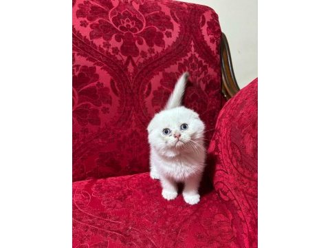 Safkan ırk sağlık garantili british longhair