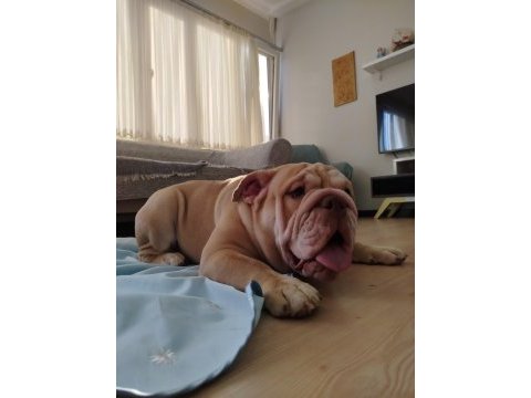 Seçkin kan hattına sahip ingiliz bulldoglar