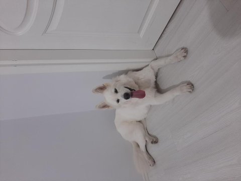 Ücretsiz samoyed sahiplendirme