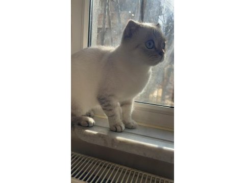 Selam ben scottish fold bihter