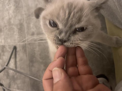 Kedimiz patronu sahiplendiriyorum