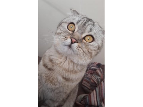 8 aylık oyuncu cana yakın scottish fold