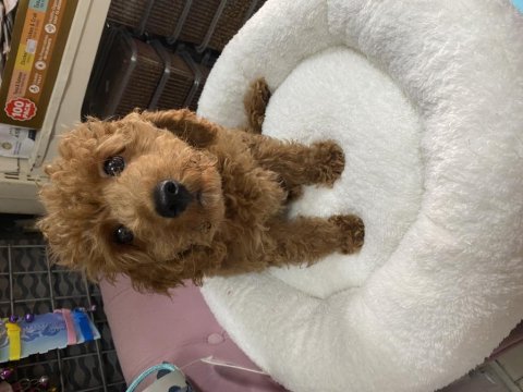 Uyguna3 aylık aşılı toypoodel  yavrumuz 