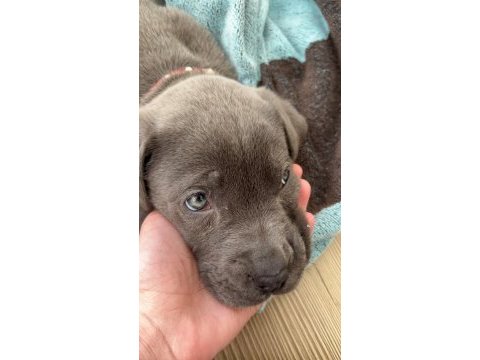 Cane corso yavrusu 2 aylık