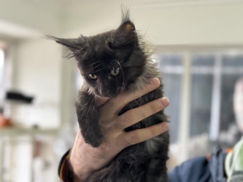 Ankarada ziyarete açık maine coon yavrular