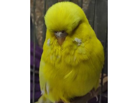 Show jumbo muhabbet kuşu