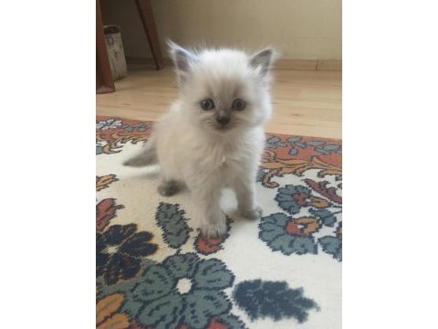 Altı adet yavru kedi bir adet anne kedimiz