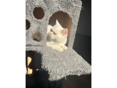5 aylık british shorthair erkek yavru