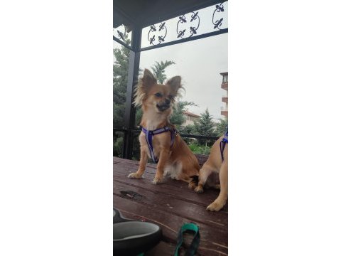 Chihuahua iki kardeş