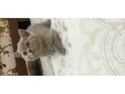 2 aylık dişi british shorthair