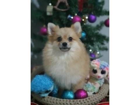 Orjinal pomeranian şecereli