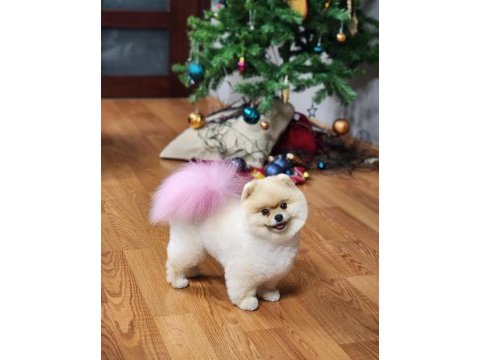 İddaa ediyoruz türkiyedeki en iyi dişi pomeranian