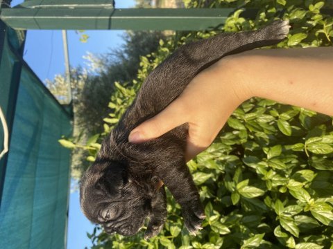 Göz alıcı siyah inci french bulldog köpeğimiz