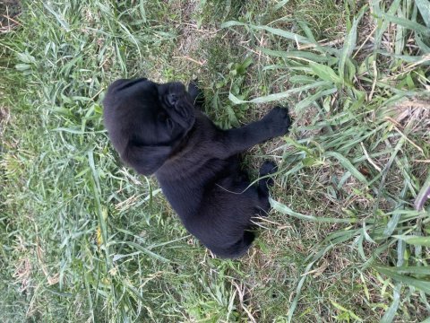 2 aylık ırk ve sağlık garantili pug
