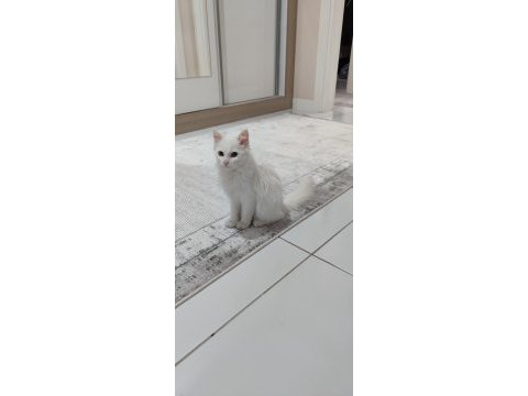 Ankara kedisi beyaz
