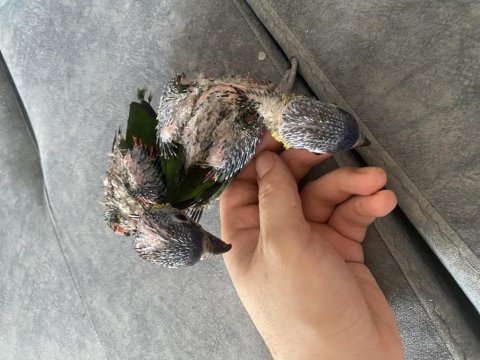 Gökkuşağı lori takım yavru garantili