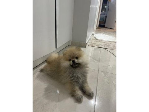 Pomeranian boo erkek ve dişi yavrularımız