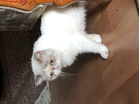 Exotic shorthair dişi acil