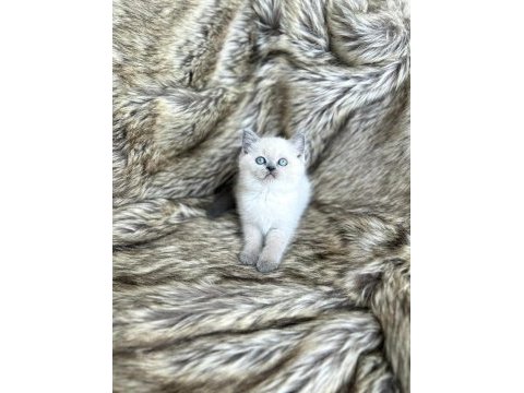 Top kafa british shorthair prenses