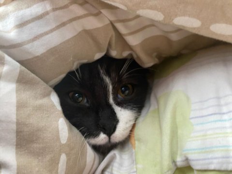 9 aylık scottish fold oğlum yuva arıyor