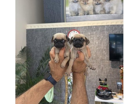 Dişi pug mops minikler