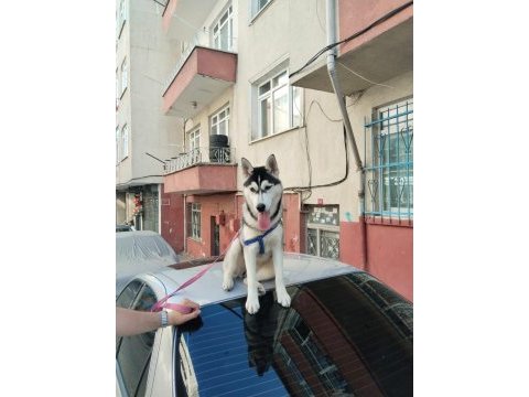 5 aylık husky köpeğimiz yeni ailesini bekliyor