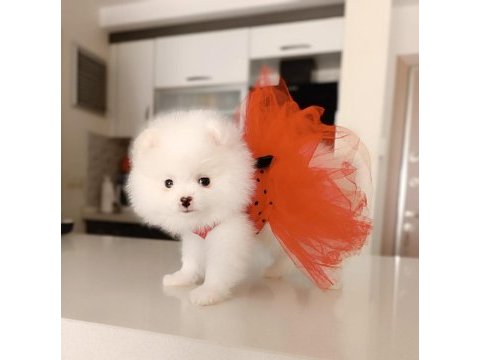 Dişi yavru pomeranian boo sahibini bekliyor