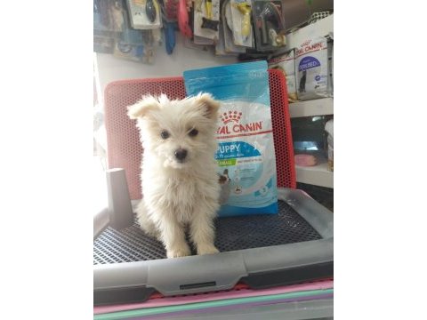 Muhteşem güzellikte white terrier yavrularımız