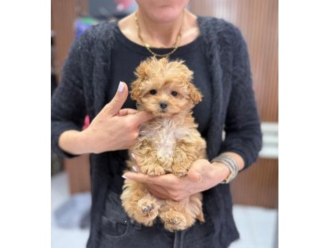 Kore kg garantili tuvalet eğitimli maltipoo yavrum