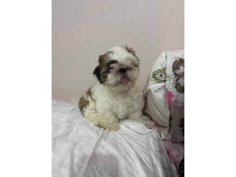 Shih tzu erkek bebek