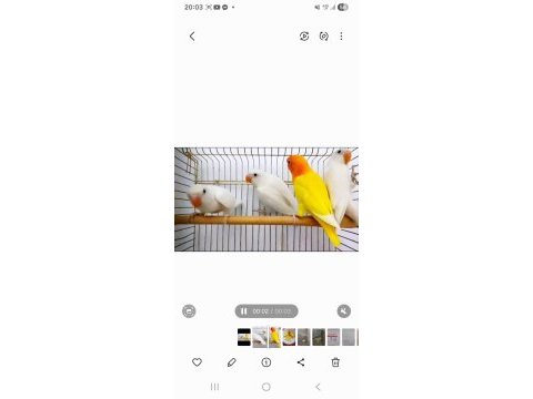 Yeni yeme düşen lutino albino cennet papağanlar