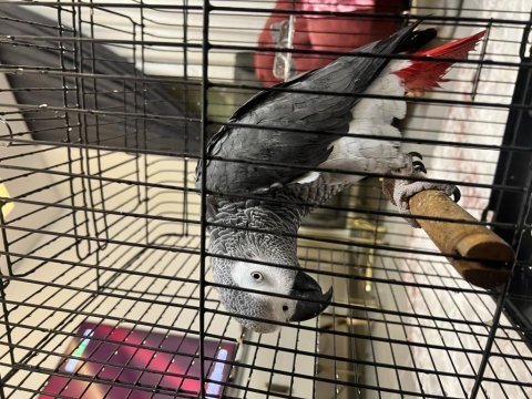 2 yaşında genç jako sahiplendirme