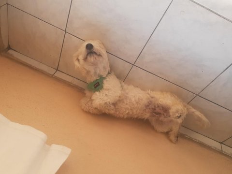 Maltipoo 7 aylık