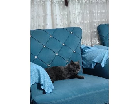 British shorthair kedimiz