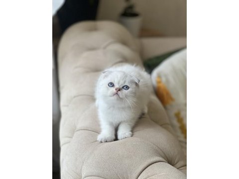 Ayı surat scottish fold yavrum