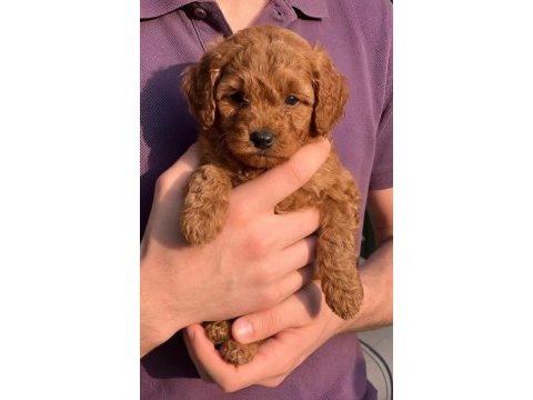 Toypoodle aşılı mikroçiplı karneli minikler 